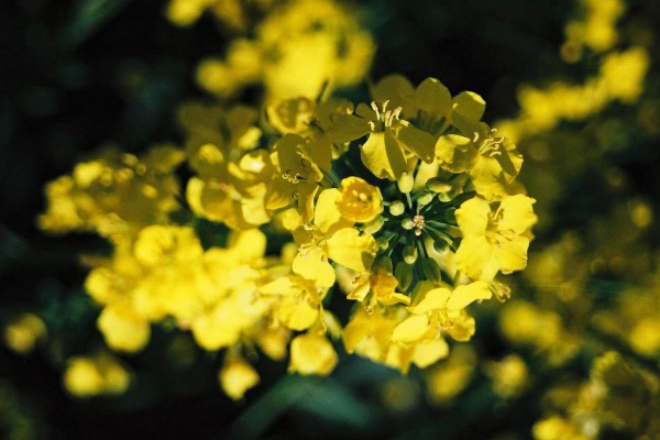 Vårraps i full blom